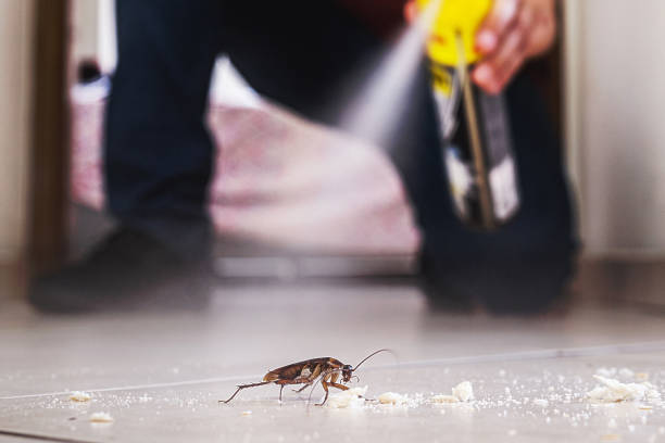 Best Spider Control Near Me  in Clarkson, KY